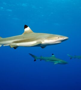 Czy w Punta Cana są rekiny? Fakty i mity