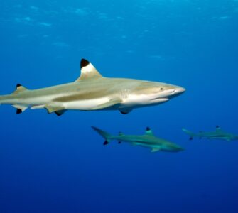 Czy w Punta Cana są rekiny? Fakty i mity