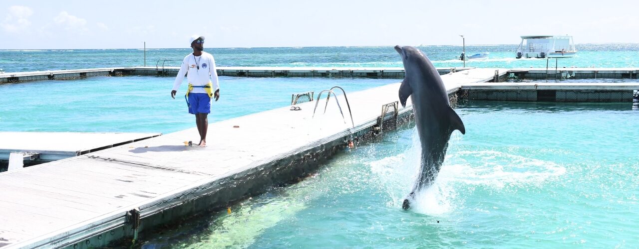 Dolphin Island Park Punta Cana