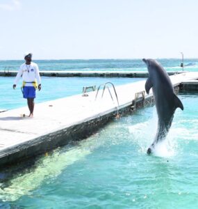 Dolphin Island Park Punta Cana