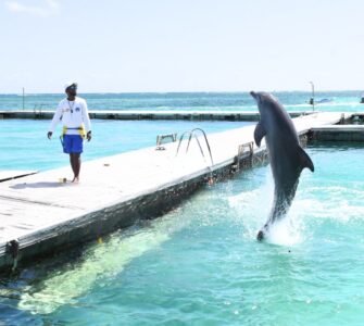 Dolphin Island Park Punta Cana