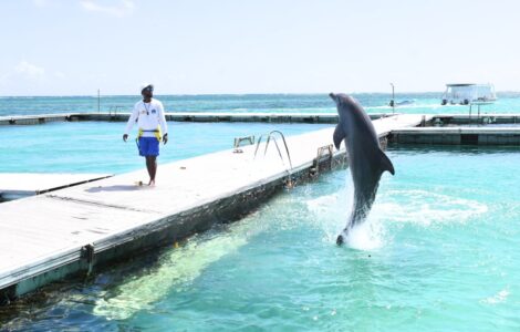 Dolphin Island Park Punta Cana