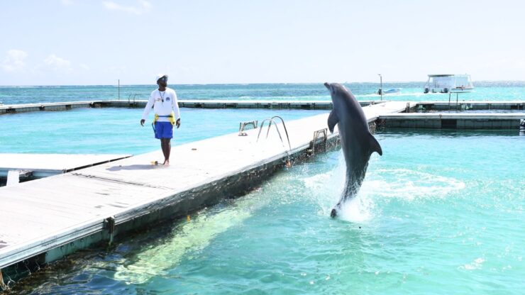 Dolphin Island Park Punta Cana