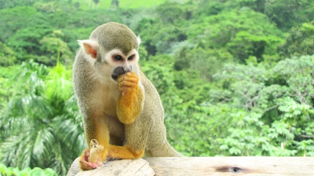 Monkeyland Punta Cana – Małpi raj na Dominikanie