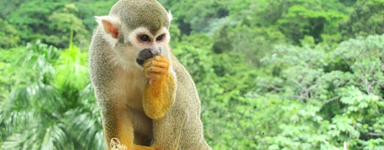 Monkeyland Punta Cana – Małpi raj na Dominikanie