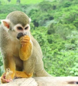 Monkeyland Punta Cana – Małpi raj na Dominikanie