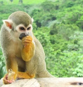 Monkeyland Punta Cana – Małpi raj na Dominikanie