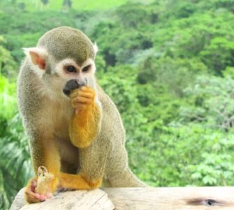 Monkeyland Punta Cana – Małpi raj na Dominikanie