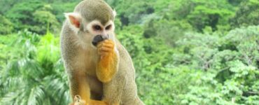 Monkeyland Punta Cana – Małpi raj na Dominikanie