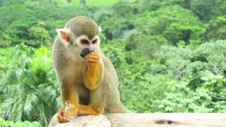 Monkeyland Punta Cana – Małpi raj na Dominikanie