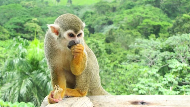 Monkeyland Punta Cana – Małpi raj na Dominikanie