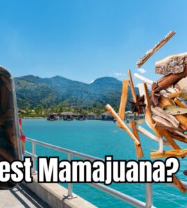 Co to jest mamajuana?