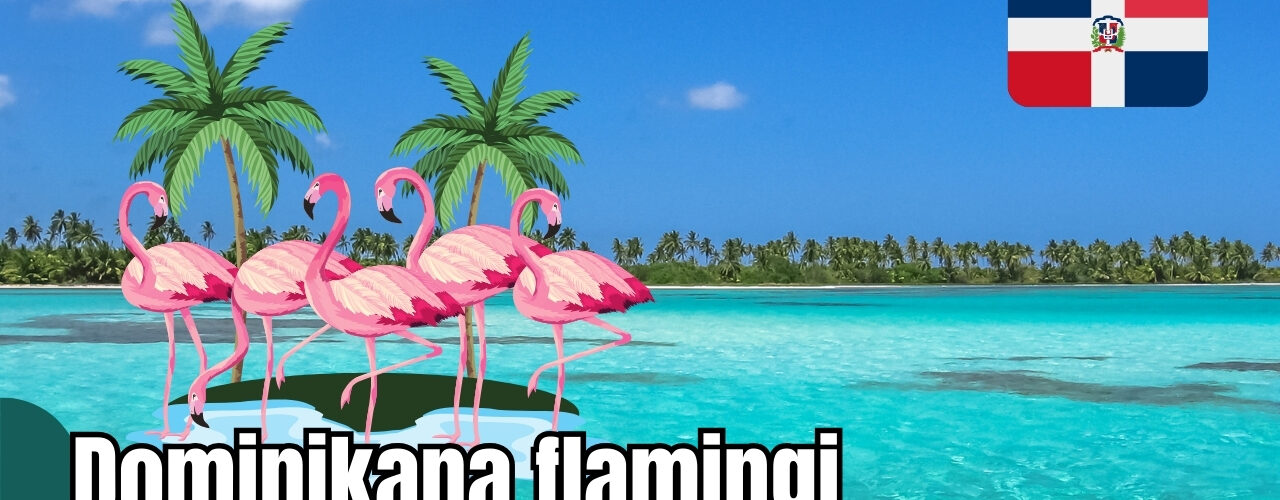 Dominikana flamingi