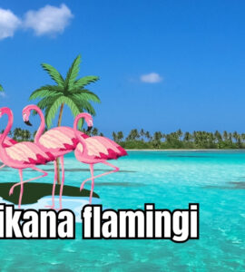 Dominikana flamingi