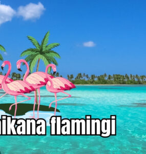 Dominikana flamingi