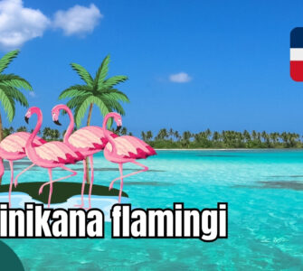 Dominikana flamingi