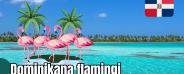 Dominikana flamingi
