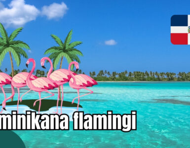 Dominikana flamingi