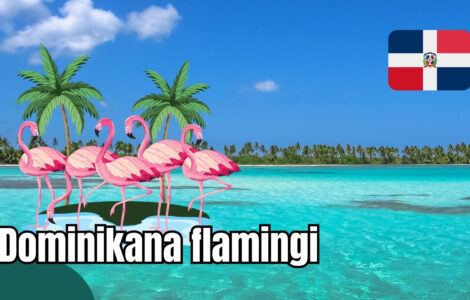 Dominikana flamingi