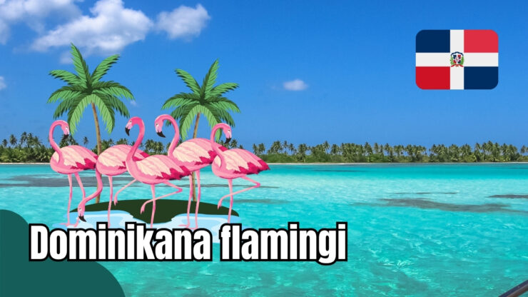 Dominikana flamingi