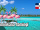 Dominikana flamingi