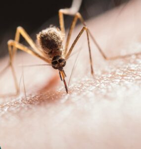 Komary w Dominikanie