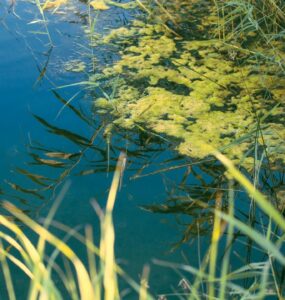 Czy w Dominikanie jest sargassum (glony)?