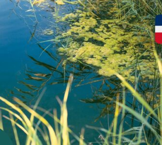 Czy w Dominikanie jest sargassum (glony)?