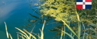 Czy w Dominikanie jest sargassum (glony)?