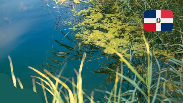 Czy w Dominikanie jest sargassum (glony)?