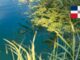 Czy w Dominikanie jest sargassum (glony)?